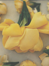 Load image into Gallery viewer, Gardenia and Civet Enfleurage.