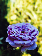 Load image into Gallery viewer, Empress ♀ natural tarot perfume. moroccan incense and agarwood. May 2023