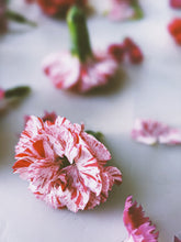 Load image into Gallery viewer, Dianthus Enfleurage.