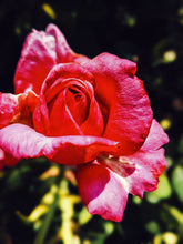 Load image into Gallery viewer, Rose Red. natural perfume. moroccan rose's juicy petals with white sage dust. lapsang souchong smoke, naga resin, dominican sage. May 2023