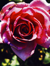 Load image into Gallery viewer, Rose Red. natural perfume. moroccan rose's juicy petals with white sage dust. lapsang souchong smoke, naga resin, dominican sage. May 2023