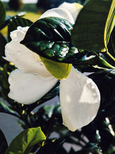 Load image into Gallery viewer, Black Sticky Rice. natural perfume. sweet-salty tropical scent. September 2019