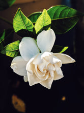 Load image into Gallery viewer, Black Sticky Rice. natural perfume. sweet-salty tropical scent. September 2019