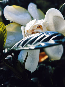 Gardenia and Aged Patchouli Enfleurage.