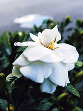 Load image into Gallery viewer, Gardenia and Aged Patchouli Enfleurage.