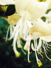 Load image into Gallery viewer, Suikazura (June-August 2020). Aged Pink and Yellow Honeysuckle Enfleurage Extrait. Organic honeysuckle perfume. Biodynamic