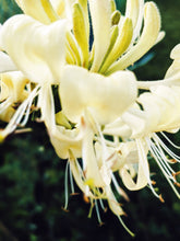 Load image into Gallery viewer, Suikazura (June-August 2020). Aged Pink and Yellow Honeysuckle Enfleurage Extrait. Organic honeysuckle perfume. Biodynamic