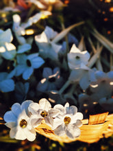 Load image into Gallery viewer, Azure. natural perfume. night-blooming garden after the last sliver of sunlight. May 2023