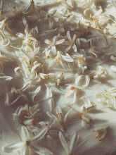 Load image into Gallery viewer, Orange Blossom Enfleurage. 2025.