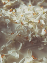 Load image into Gallery viewer, Orange Blossom Enfleurage. 2025.