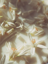 Load image into Gallery viewer, Orange Blossom Enfleurage. 2025.