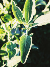 Load image into Gallery viewer, Sage Scrub. Natural perfume fixative. Homegrown white, baja, and black sages and chaparral.