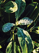 Load image into Gallery viewer, Sage Scrub. Natural perfume fixative. Homegrown white, baja, and black sages and chaparral.