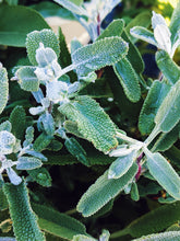 Load image into Gallery viewer, Sage Scrub. Natural perfume fixative. Homegrown white, baja, and black sages and chaparral.