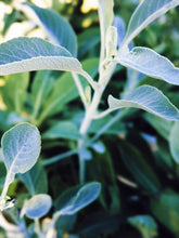 Load image into Gallery viewer, Sage Scrub. Natural perfume fixative. Homegrown white, baja, and black sages and chaparral.