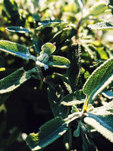 Load image into Gallery viewer, Sage Scrub. Natural perfume fixative. Homegrown white, baja, and black sages and chaparral.