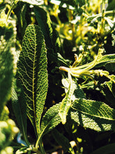 Load image into Gallery viewer, Sage Scrub. Natural perfume fixative. Homegrown white, baja, and black sages and chaparral.