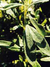 Load image into Gallery viewer, Sage Scrub. Natural perfume fixative. Homegrown white, baja, and black sages and chaparral.