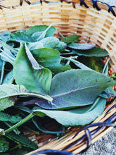 Load image into Gallery viewer, Sage Scrub. Natural perfume fixative. Homegrown white, baja, and black sages and chaparral.