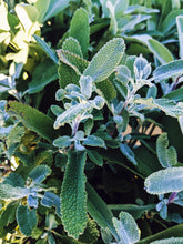 Load image into Gallery viewer, Sage Scrub. Natural perfume fixative. Homegrown white, baja, and black sages and chaparral.