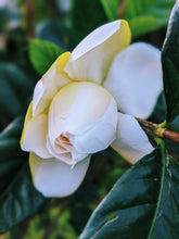 Load image into Gallery viewer, Gardenia and Aged Patchouli Enfleurage.