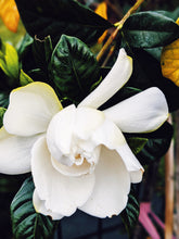 Load image into Gallery viewer, Gardenia and Aged Patchouli Enfleurage.