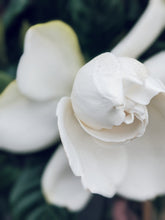 Load image into Gallery viewer, Gardenia and Bushman Candle Enfleurage.