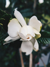Load image into Gallery viewer, Gardenia and Bushman Candle Enfleurage.