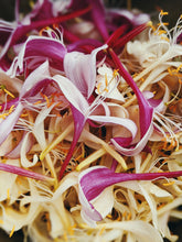 Load image into Gallery viewer, Suikazura (June-August 2020). Aged Pink and Yellow Honeysuckle Enfleurage Extrait. Organic honeysuckle perfume. Biodynamic