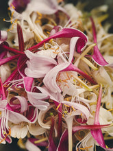 Load image into Gallery viewer, Suikazura (June-August 2020). Aged Pink and Yellow Honeysuckle Enfleurage Extrait. Organic honeysuckle perfume. Biodynamic