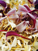Load image into Gallery viewer, Suikazura (June-August 2020). Aged Pink and Yellow Honeysuckle Enfleurage Extrait. Organic honeysuckle perfume. Biodynamic