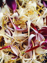 Load image into Gallery viewer, Suikazura (June-August 2020). Aged Pink and Yellow Honeysuckle Enfleurage Extrait. Organic honeysuckle perfume. Biodynamic