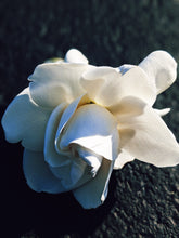 Load image into Gallery viewer, Gardenia and Aged Patchouli Enfleurage.