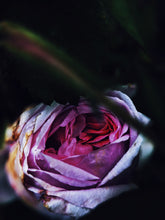 Load image into Gallery viewer, Rosegate. Natural perfume from tinctures of 33 old rose cultivars. July 2022