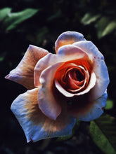 Load image into Gallery viewer, Allerleirauh. lilac enfleurage perfume with apricot, oakmoss, damask rose and white cedar. July 2023
