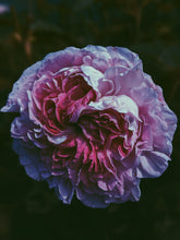 Load image into Gallery viewer, Rose Quartz. natural perfume. ethereal candy dusted with the salt of the earth. July 2023