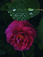 Load image into Gallery viewer, Red Riding Hood. natural perfume. fir jam and rosy oud. January 2023