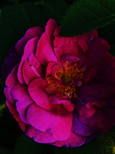 Load image into Gallery viewer, Hel. natural perfume. rose sorceress of the dark cedar woods. January 2023