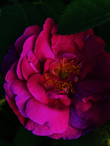 Hel. natural perfume. rose sorceress of the dark cedar woods. January 2023