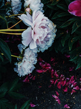 Load image into Gallery viewer, Revenant. natural perfume. smoky leather and florals. July 2022