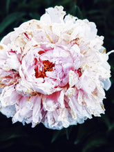 Load image into Gallery viewer, Saturn ♄ botanical perfume. rich florals, agarwood, patchouli, tonka, incense, sandalwood. May 2023
