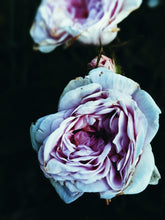 Load image into Gallery viewer, Empress ♀ natural tarot perfume. moroccan incense and agarwood. May 2023