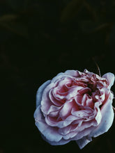 Load image into Gallery viewer, Empress ♀ natural tarot perfume. moroccan incense and agarwood. May 2023