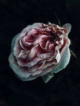 Load image into Gallery viewer, Empress ♀ natural tarot perfume. moroccan incense and agarwood. May 2023