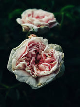 Load image into Gallery viewer, Briar Rose. natural perfume. rose thorn honey. honey blossom rose. orange honeysuckle. December 2022