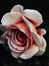 Load image into Gallery viewer, Medusa. natural musk perfume. white flowers open to nocturnal pollinators. March 2023