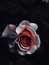Load image into Gallery viewer, Medusa. natural musk perfume. white flowers open to nocturnal pollinators. March 2023