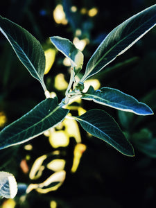 Big Sur. natural perfume. douglas fir, seaweed, palo santo, salvia apiana, orange groves. June 2023