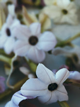 Load image into Gallery viewer, Venus in Mars ♀ natural perfume. bare thighs, hot saddle. civet, oud, tobacco. July 2024