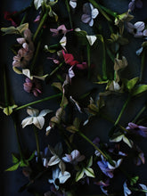 Load image into Gallery viewer, Venus in Mars ♀ natural perfume. bare thighs, hot saddle. civet, oud, tobacco. July 2024